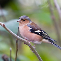 Male Chaffinch