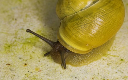 Yellow Snail - snail