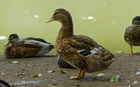 brown duck - ducks