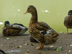 brown duck