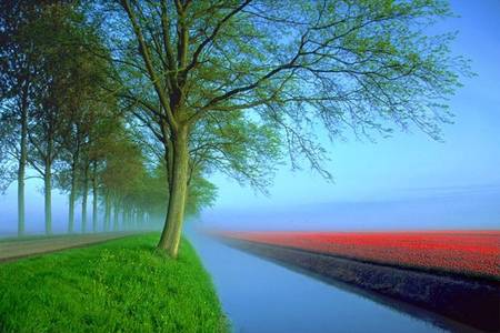 Go Forward - nature, tree, road