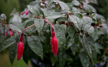 Water Droplets on Plant - plant, water, water droplets