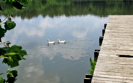 Ducks - nature, ducks, animals