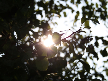 Trees - tree, trees, light, sun