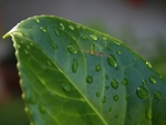 Wet Leaf