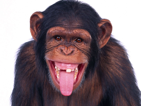 Chimpanzee Sticking Out Tongue