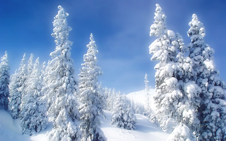 winter - widescreen, fondecran, winter, cold, landscape, snow