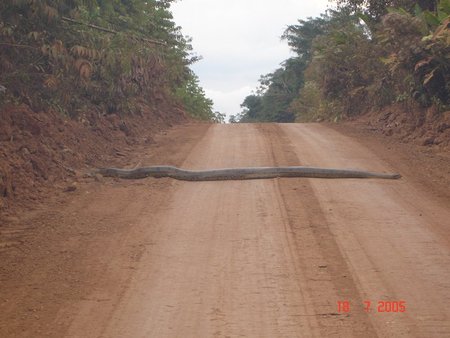 SNAKE - anaconda, hump, snake, reptiles