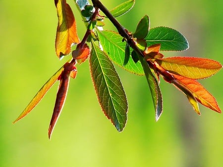 untiled - nature, flowers, other