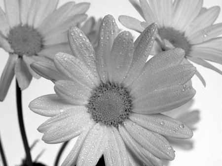 black and white - daisy