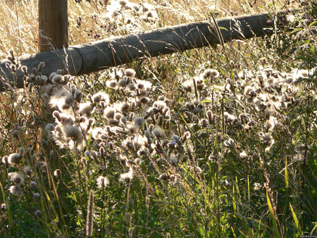 grasses2 - grasses, nature, fields, soft, druffix