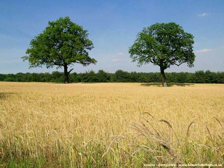 Sunny Day - grass, trees, yellow