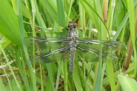 dragon fly and prey - nature, dragon, fly, green, insect, grass, park