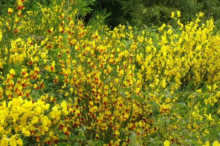 Broom in Bloom in June. - flowers, outdoors, broom, yellow, wild