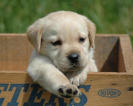 Are you taking me home? - labrador puppy, box, dog, wooden crate, grass