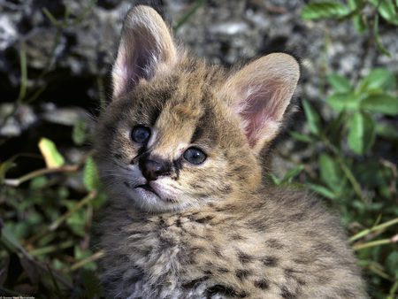 African Serval Kitten - serval kitten, wildcat, africa