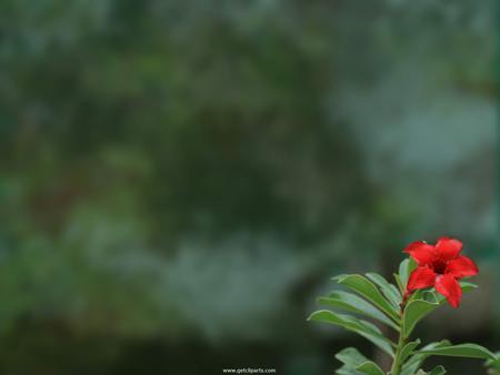 Red Flower - single red flower, marbled green