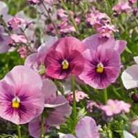 Pink Pansy Garden