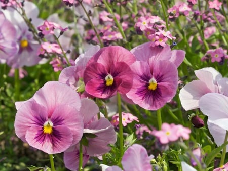 Pink Pansy Garden - flowers, pink pansy, garden