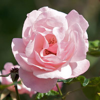 Pink Rose