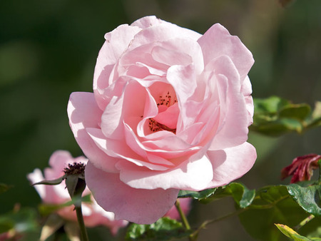 Pink Rose - pink rose, garden, flower