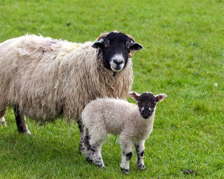 Mother and baby - sheep, black faced, field, pasture, grass, lamb