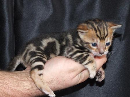 Bengal Kitten - cat, hand, bengal kitten