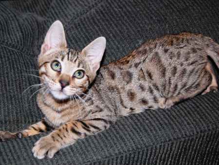 Leopard Spotted Bengal - leopard spotted bengal, cat, kitten, exotic