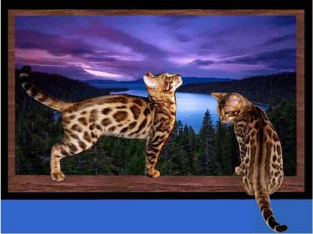 Picture Purrfect - 2 spotted bengal cats, wall, scenic picture