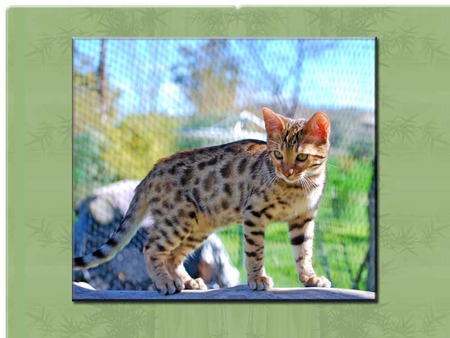 How much is that kitten in the window? - spotted bengal, green frame, window, kitten