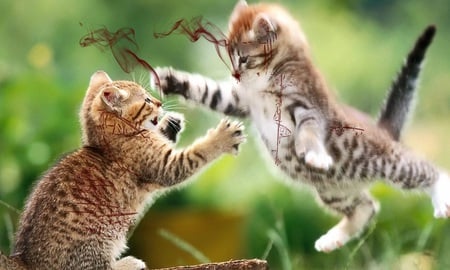 cat-fight - fights, rumble, cat