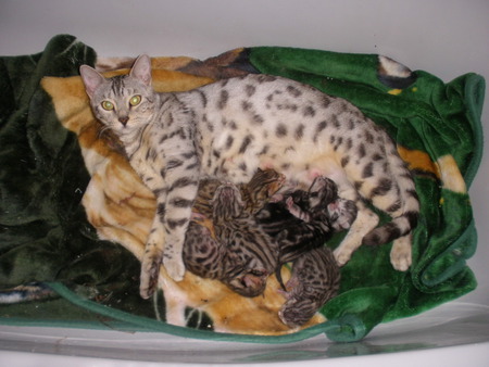 Snowy Bengal and her kittens - basket, snowy bengal cat, kittens, blanket