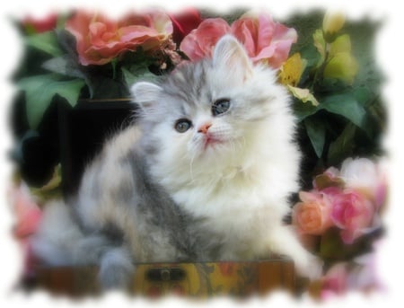 Persian Delight - grey white persian, cat, roses, kitten