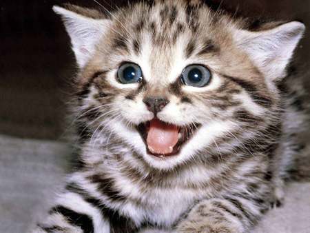 Happy Kitten - tabby cat, happy, kitten, blue eyes