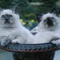 Kittens in the birdbath