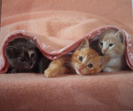 Kittens under the blanket - grey, bed, ginger, 3 kittens, cats, under pink blanket