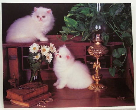 Kittens on the desk - desk, cats, plant, books, white persian kittens, lamp, flowers, vase