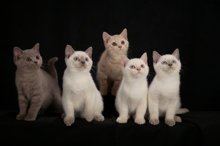 Five British Shorthair Kittens - british shorthair, kittens, cats