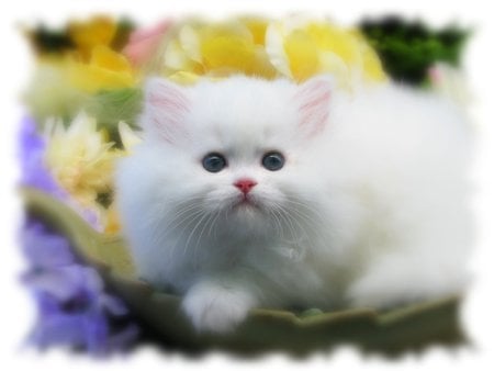 Cute as a button - flowers, white persian kitten, cat