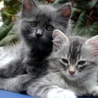 Cuddly kittens