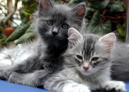 Cuddly kittens - dark grey, kittens, cuddle, garden, soft grey