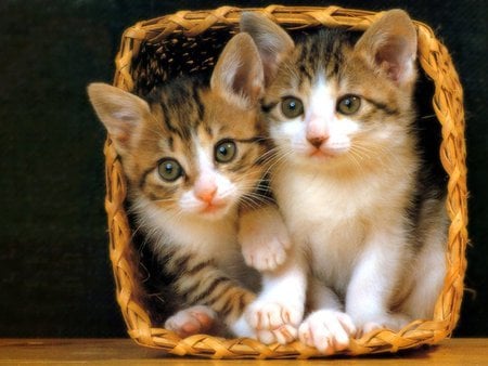 Kittens in a basket - cane basket, couple, cat, cats, kittens, sweet, basket