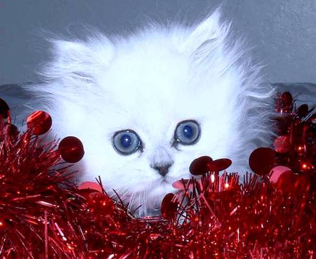 Kitten in tinsel - white persian kitten, red tinsel, blue eyes, cat