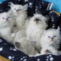 Basketful of kittens