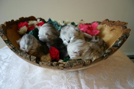 Newborn Kittens - flowers, newborn kittens, table, table cloth, large wooden bowl, eyes closed