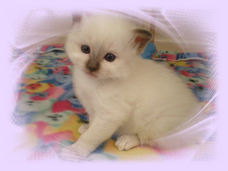 Hazy Day - hazy frame, blanket, white cat, kitten