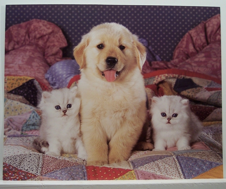 In the middle - blankets, cats, dog, white persian kittens, labrador puppy