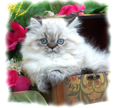 Just lying around - flowers, persian cat, kitten, relaxing