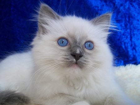 Ragdoll Kitten - ragdoll kitten, blanket, blue eyes, white cat