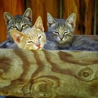 Three Little Kittens